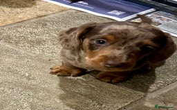 Miniature Dachshund dogs for sale: Stunning Miniature Smooth Dachshund - Image 7