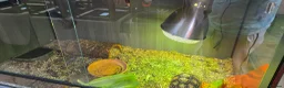 Tortoise reptiles for sale: Leapord Tortoise in Stockport - Advert 9