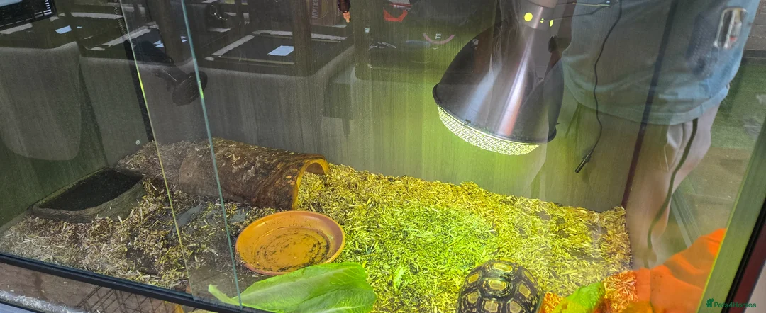 Tortoise reptiles for sale: Leapord Tortoise in Stockport - Advert 9
