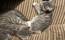 Mixed Breed cats for sale: Be quick with deposit  - Image 2