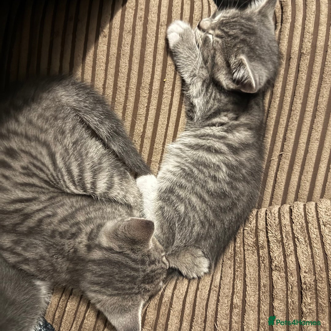 Mixed Breed cats for sale: Be quick with deposit  - Image 2