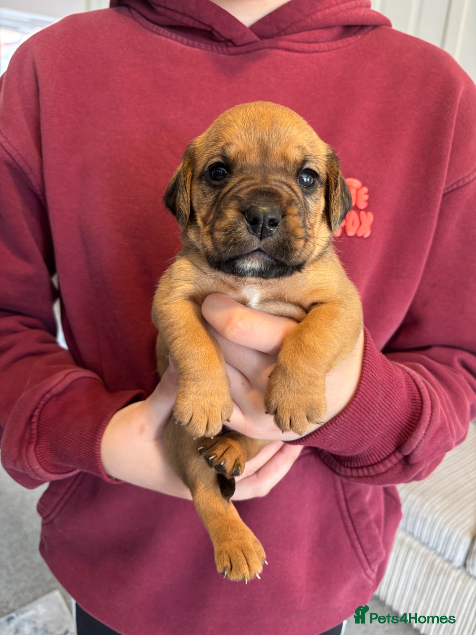 Mixed Breed dogs Cockerbull puppies born 16th March  - Advert 14