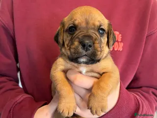 Mixed Breed dogs Cockerbull puppies born 16th March - Advert 14