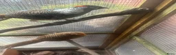 Pheasants poultry for sale: Male Lady Amherst Pheasant - Advert 4