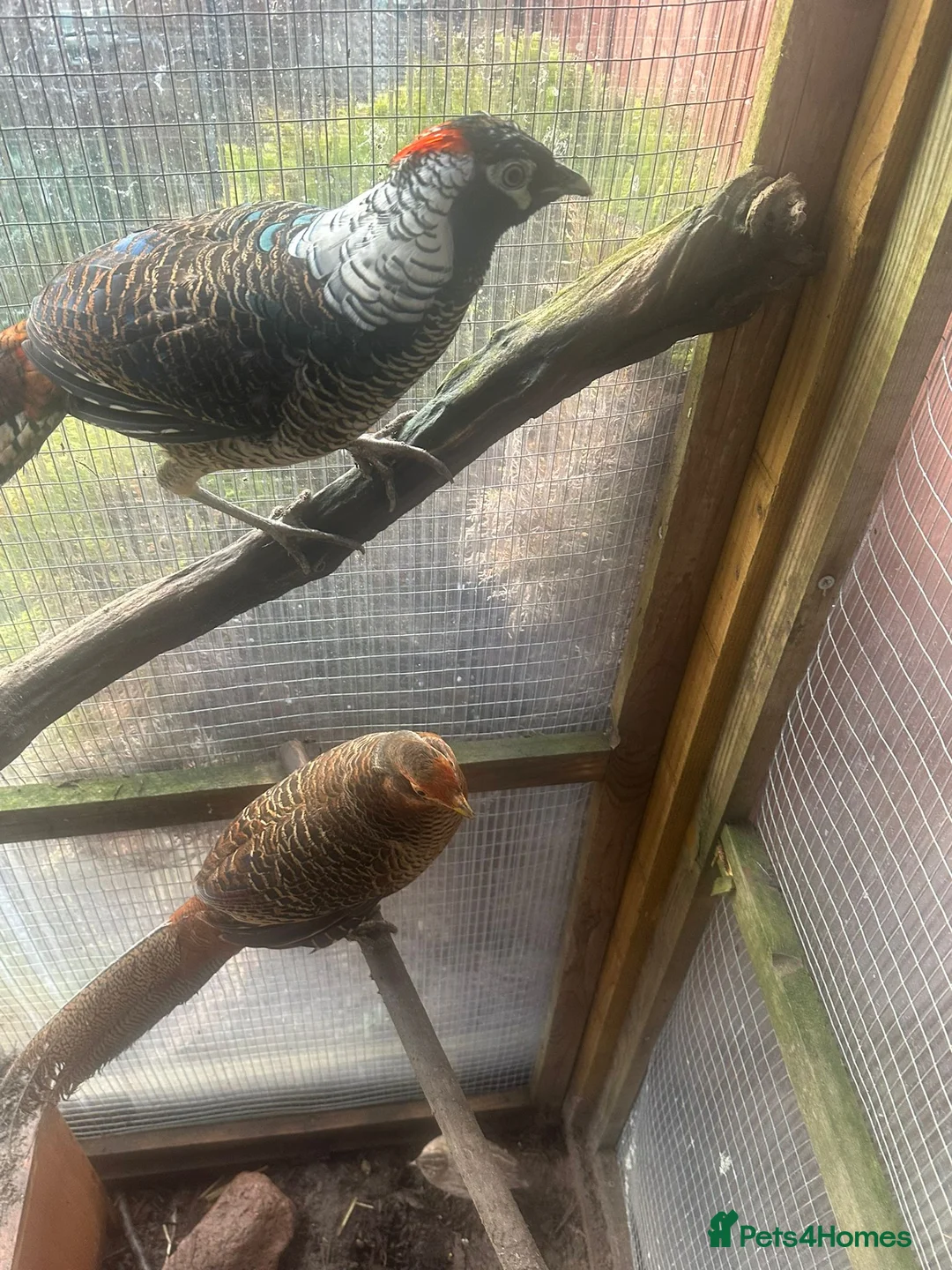 Pheasants poultry for sale: Male Lady Amherst Pheasant - Advert 4