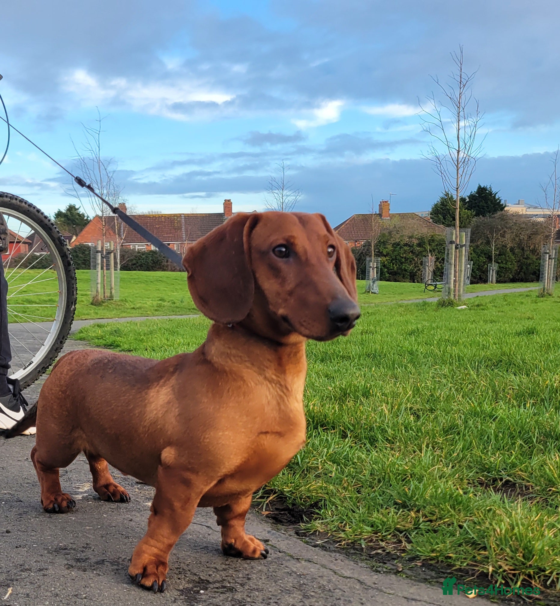 Dachshund dogs STANDARD DACHSHUND BOY kc registered  - Advert 1