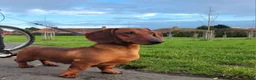 Dachshund dogs for sale: STANDARD DACHSHUND BOY kc registered  - Advert 1