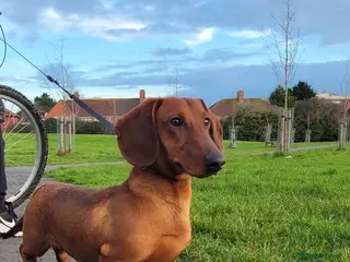 Dachshund dogs STANDARD DACHSHUND BOY kc registered - Advert 1
