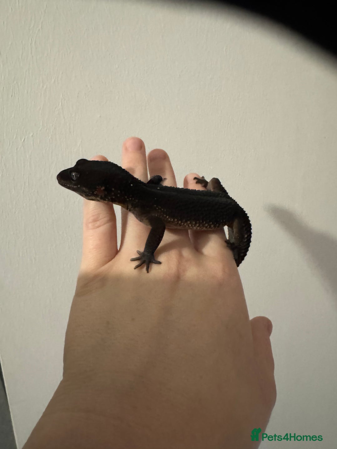Leopard Gecko reptiles for sale: Black night leopard gecko  - Advert 3