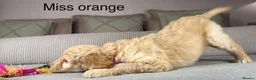 Goldendoodle dogs for sale: BEAUTIFUL HEALTHY CHUNKY PUPPIES  - Advert 15