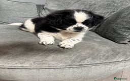 Mixed Breed dogs for sale: 2 Shihtzu cross Pomerania puppies  - Advert 6