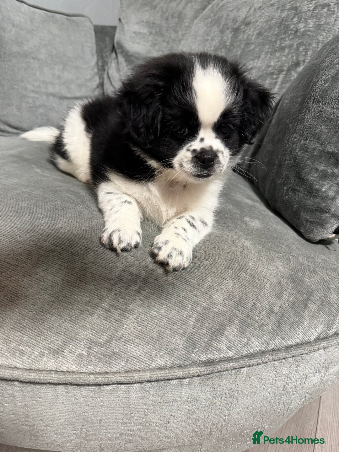 Mixed Breed dogs for sale: 2 Shihtzu cross Pomerania puppies  - Advert 6