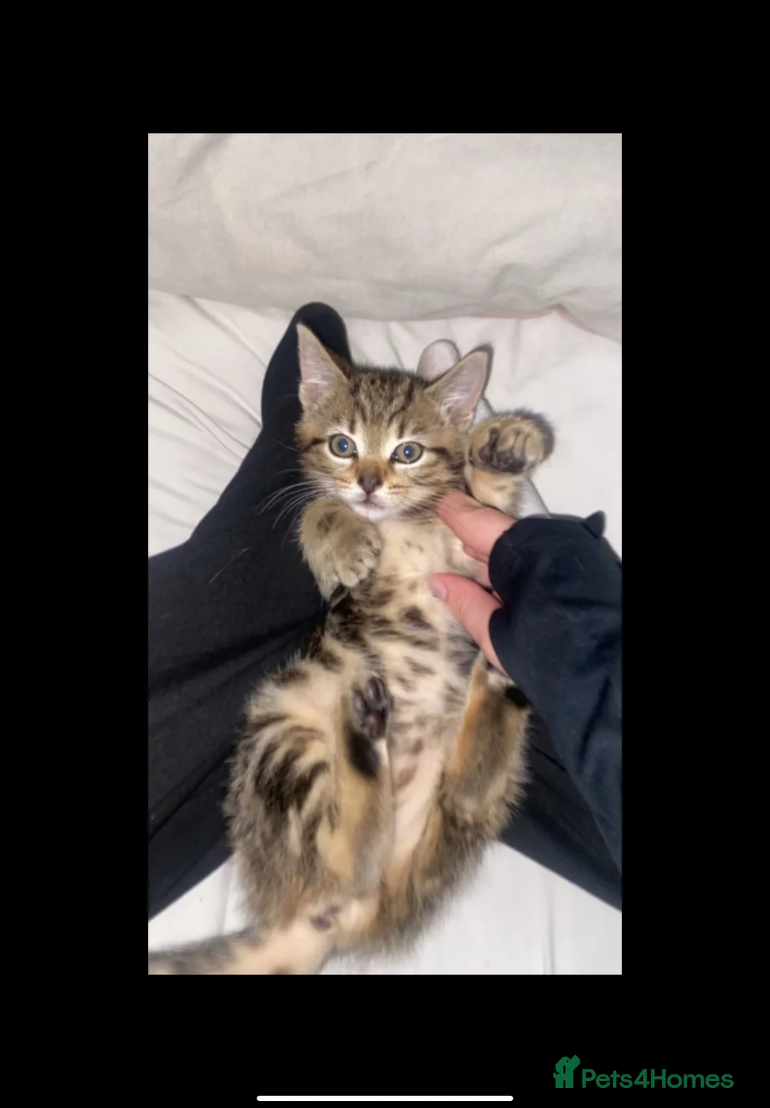 Bengal cats for sale: Bengal x tabby  in Romford - Advert 6