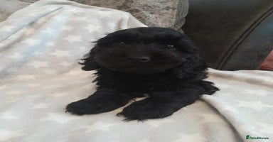 Cockapoo dogs - Advert 4