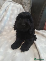 Cockapoo dogs - Advert 4