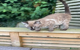 Bengal cats for sale: Sibling Bengals  - Image 20