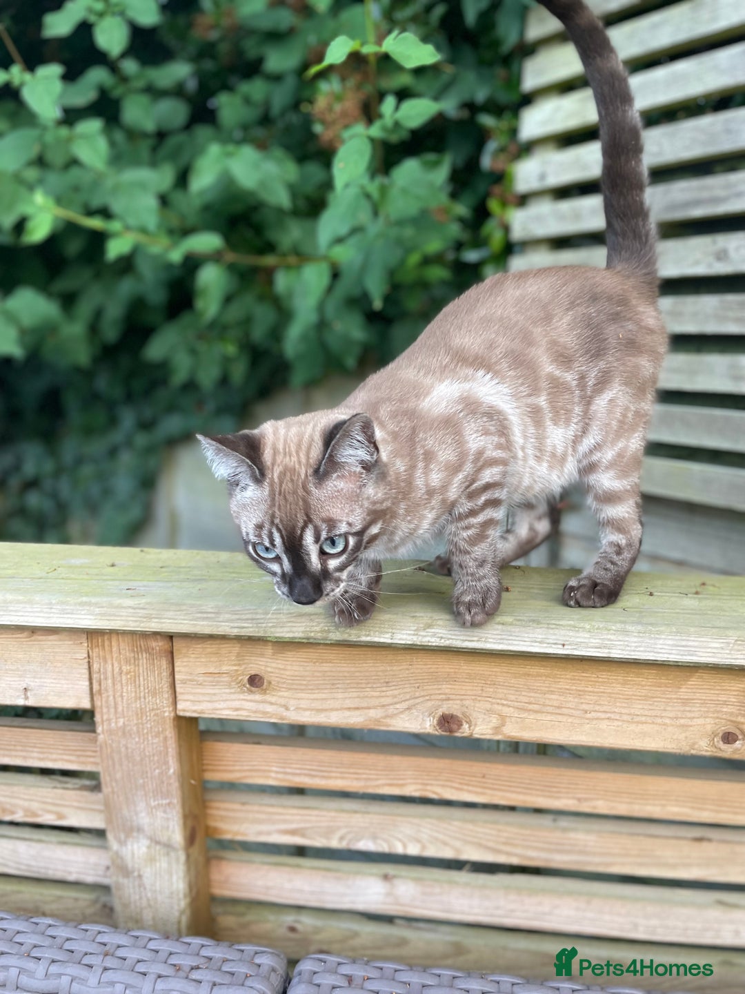 Bengal cats for sale: Sibling Bengals  - Image 20