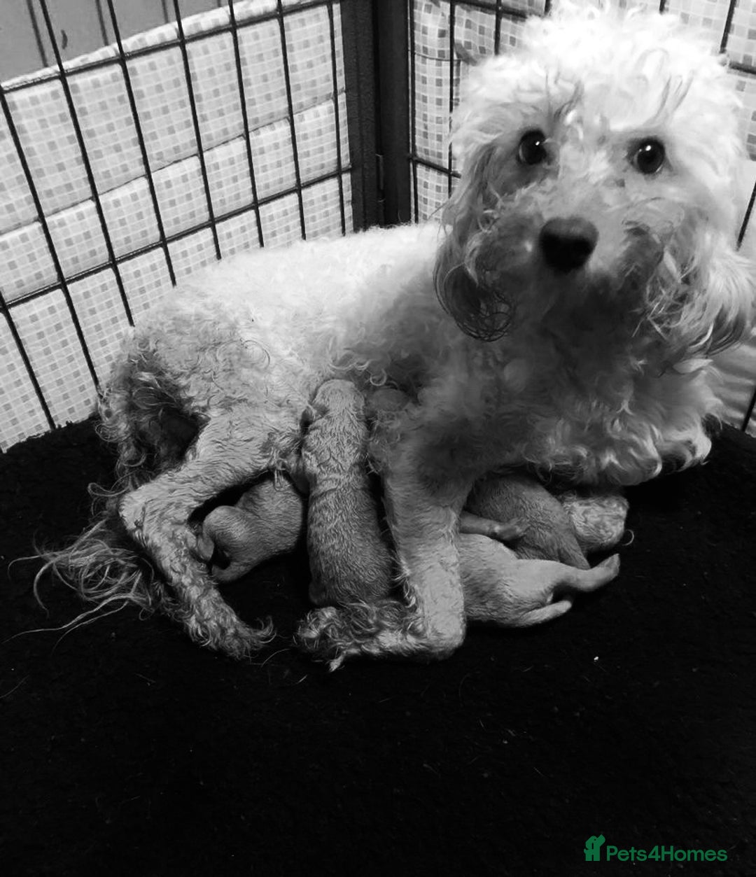 Cockapoo dogs for sale: Beautiful cockapoo pups  - Advert 8