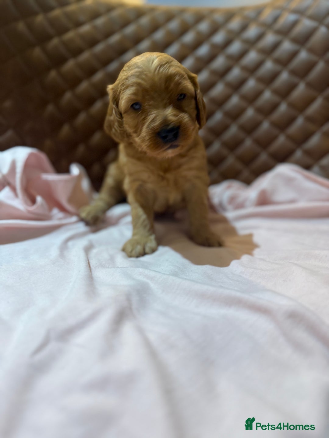 Cockapoo dogs for sale: 7 Golden Cockapoo girls - Advert 2