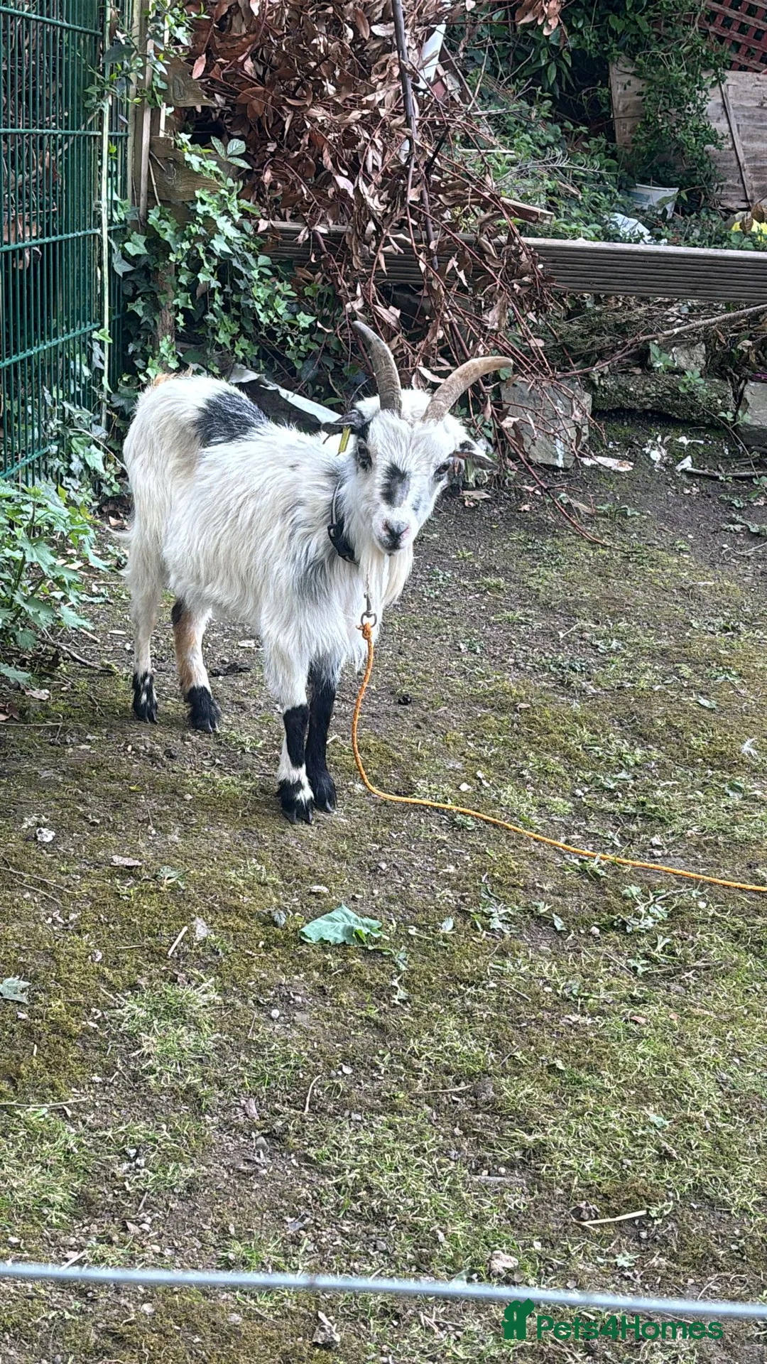 Goats livestock for sale: Pygmy goats  in Rotherham - Advert 1