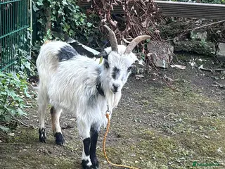 Goats livestock Pygmy goats - Advert 3