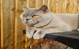 British Shorthair cats for stud: Lilac BSH stud duties GLOUCESTERSHIRE in Cheltenham - Image 8
