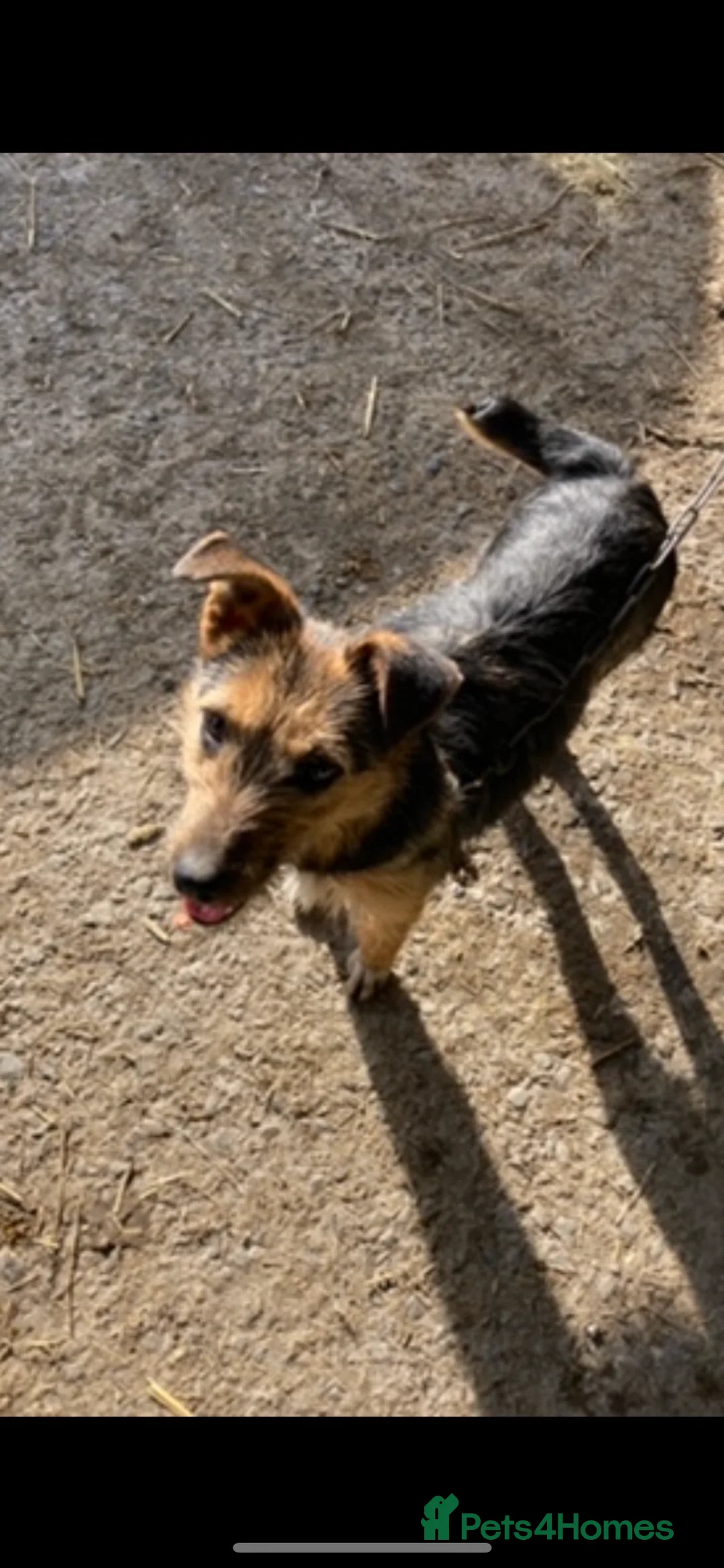 Mixed Breed dogs for sale: Beautiful Border Terrier X Show cocker spaniels  - Advert 17