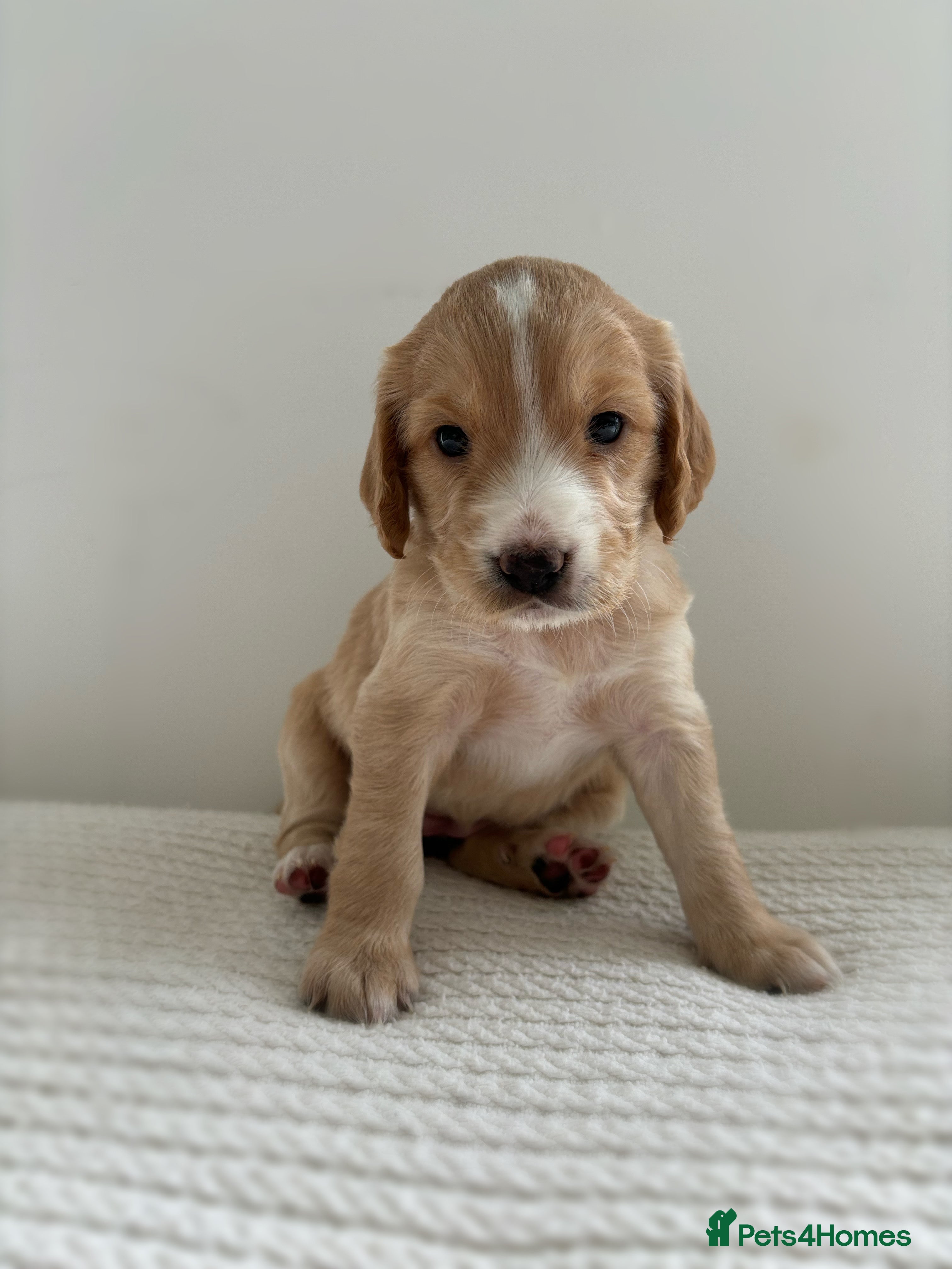 Cocker Spaniel dogs Kc registered cocker spaniel puppies  - Advert 1