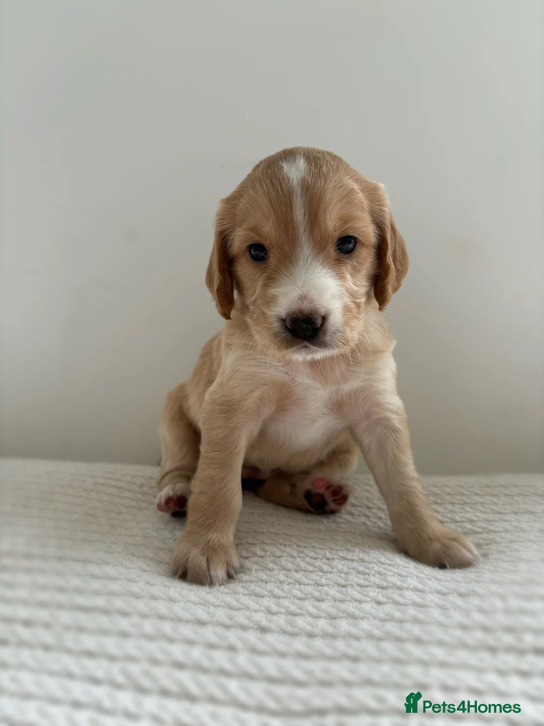 Cocker Spaniel dogs for sale: Kc registered cocker spaniel puppies  - Advert 1