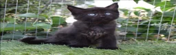 Maine Coon cats for sale: Tica registered pedigree poly Maine Coons. - Advert 23