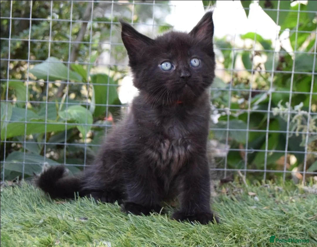 Maine Coon cats for sale: Tica registered pedigree poly Maine Coons. - Advert 23