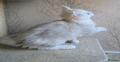 Maine Coon cats - Advert 10