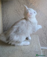 Maine Coon cats - Advert 7