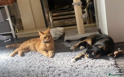 Mixed Breed cats for sale: Male and female neutered cat  - Image 7