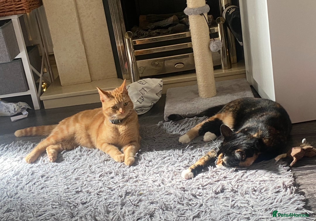 Mixed Breed cats for sale: Male and female neutered cat  - Image 7