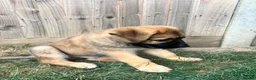 Mixed Breed dogs for sale: Douge De Bordeaux X German Shepard's - Advert 12