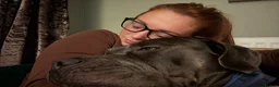 Cane Corso dogs for stud: Cane corso for stud  - Advert 8