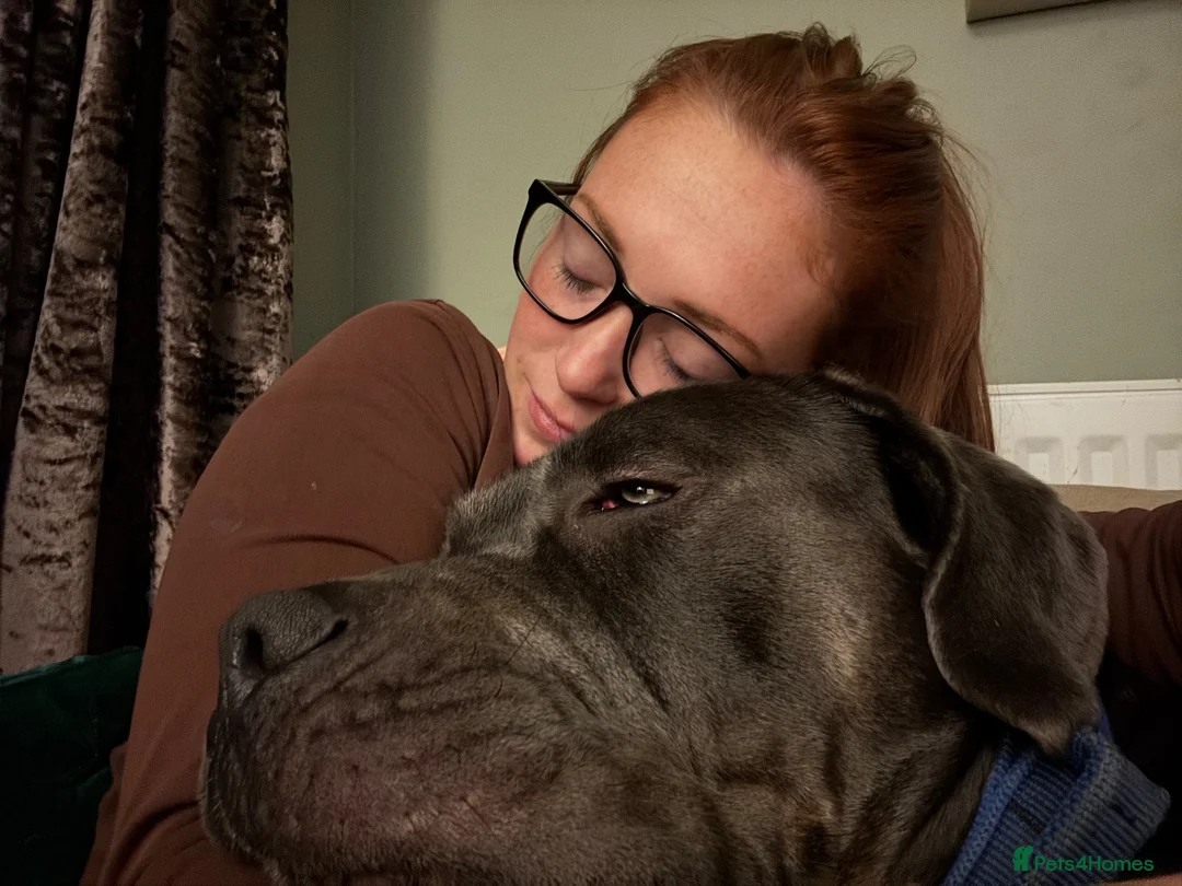 Cane Corso dogs for stud: Cane corso for stud  - Advert 8
