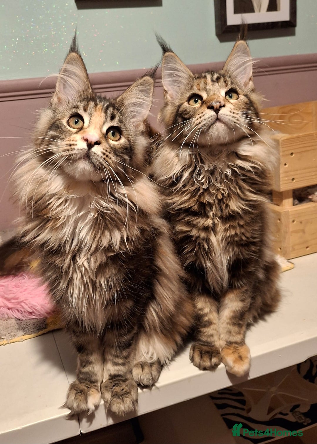 Maine Coon cats for sale: Beautiful torbie Maine Coon girls - Advert 14