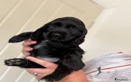 Cocker Spaniel dogs for sale: Beautiful litter of Show Cockers - 5 remaining - Image 38