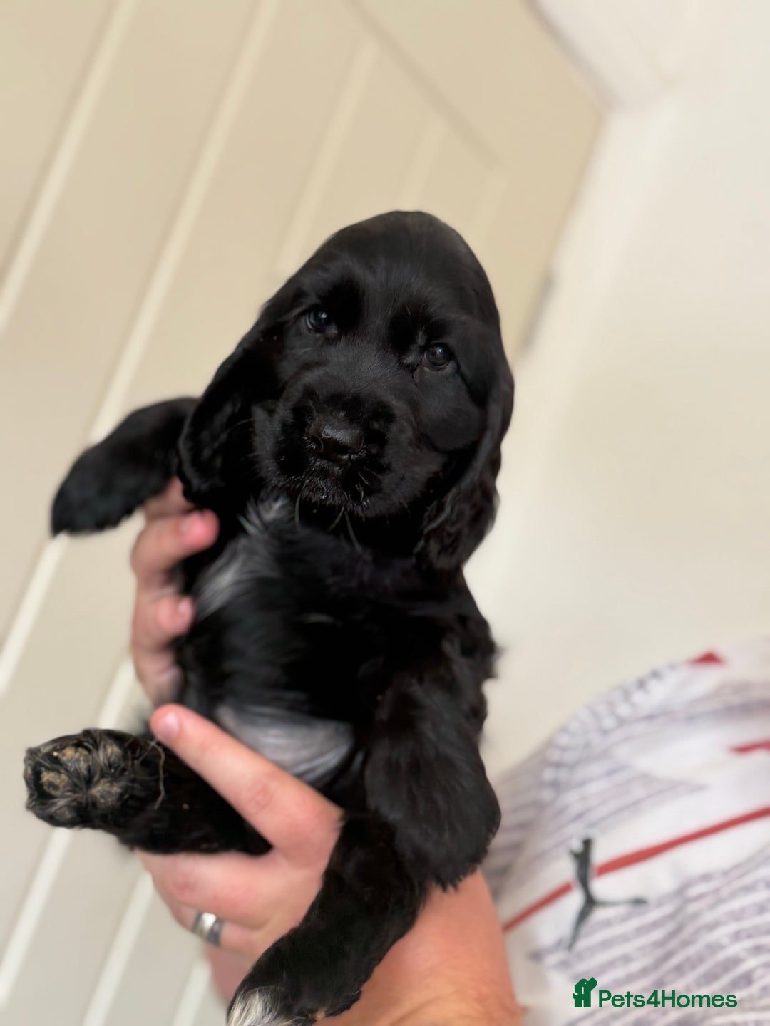 Cocker Spaniel dogs for sale: Beautiful litter of Show Cockers - 5 remaining - Image 38