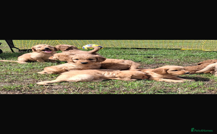 Mini Goldendoodle dogs - Advert 1