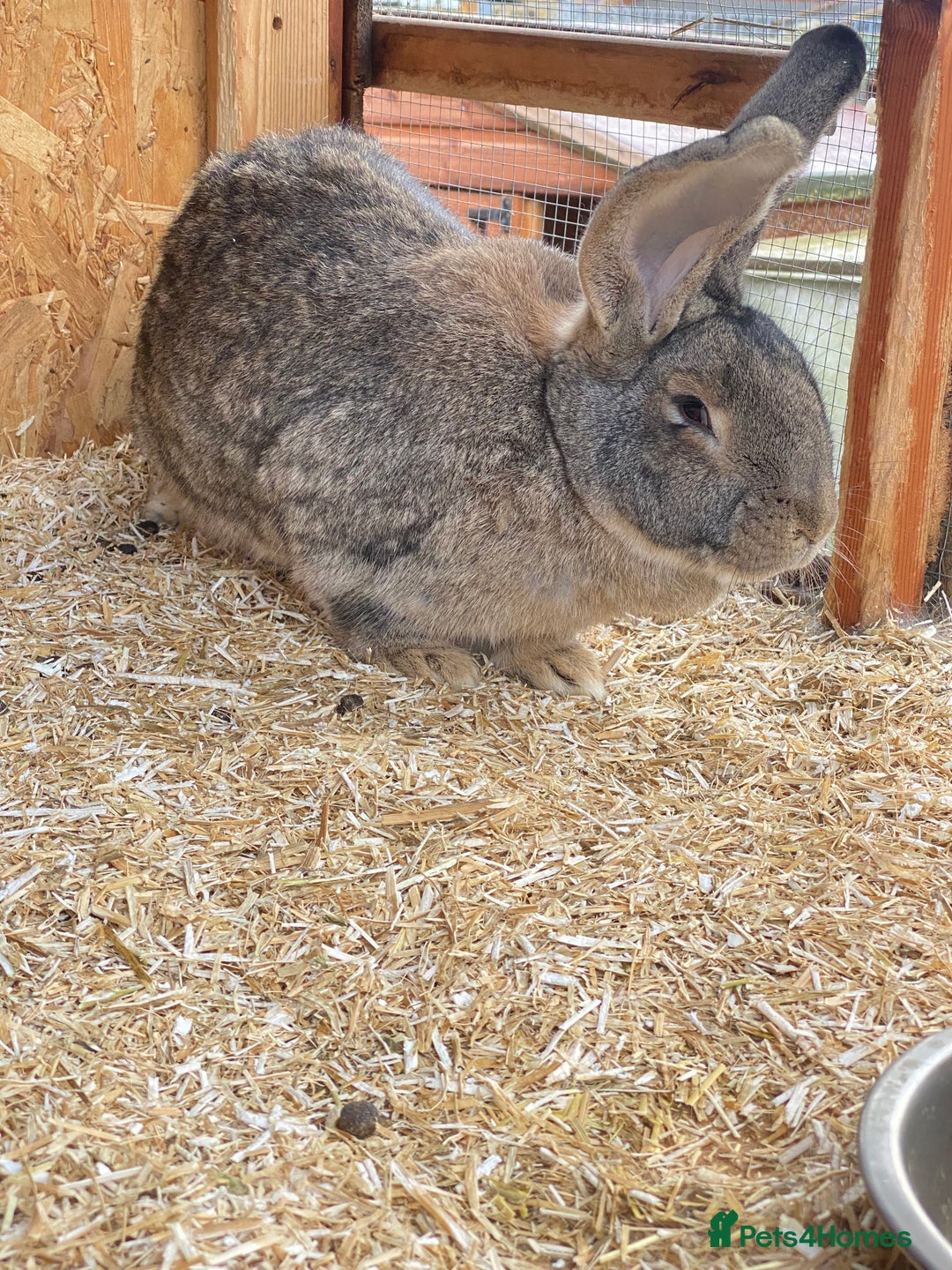 Continental Giant rabbits for sale: Beautiful Giant Rabbit Female - Advert 4