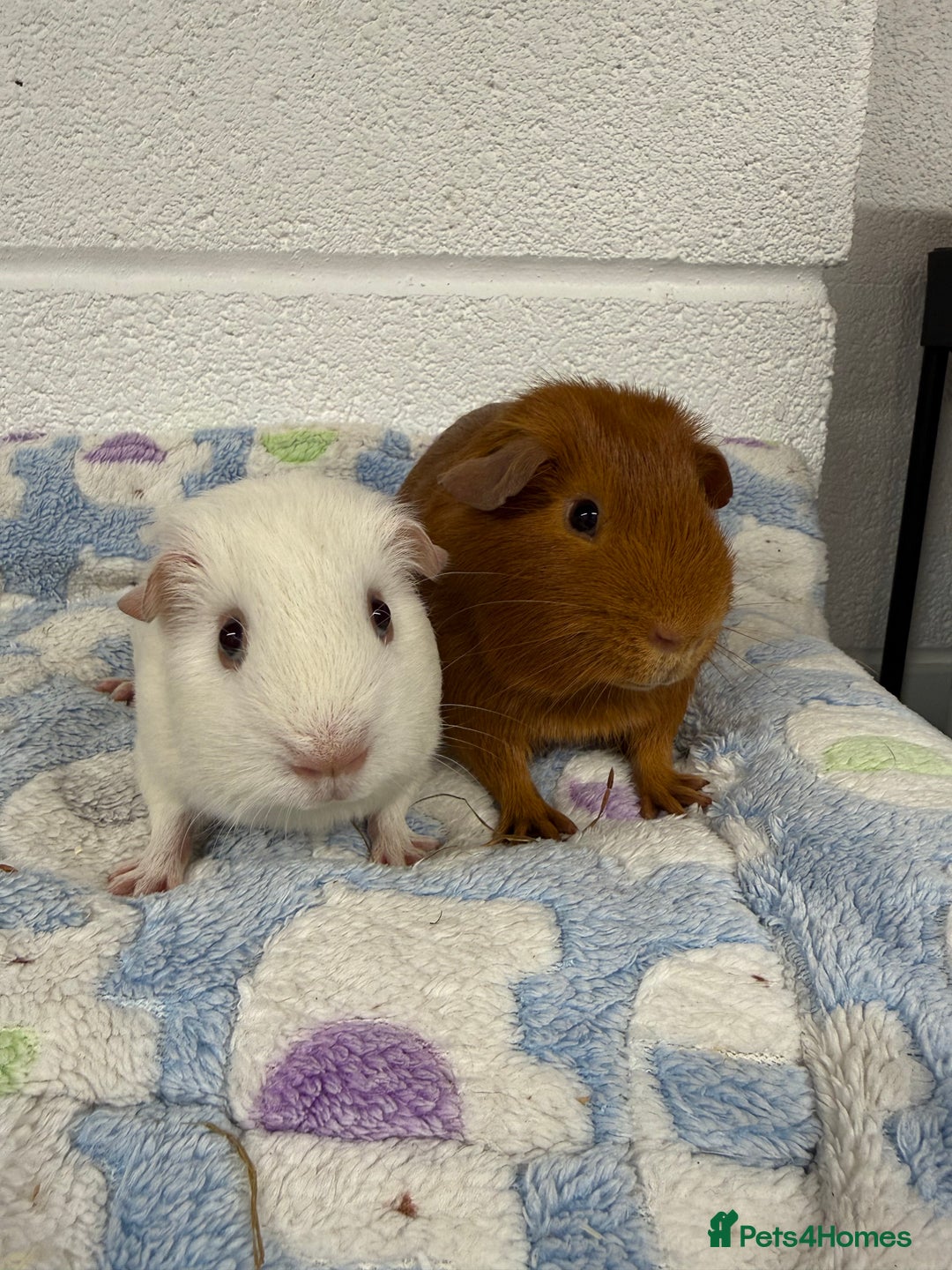 Guinea Pig rodents for sale: Pure bred baby boar guinea pigs  - Advert 2