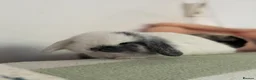 Mini Lop rabbits for sale: Gorgeous, friendly baby mini lops *vaccinated* - Advert 18