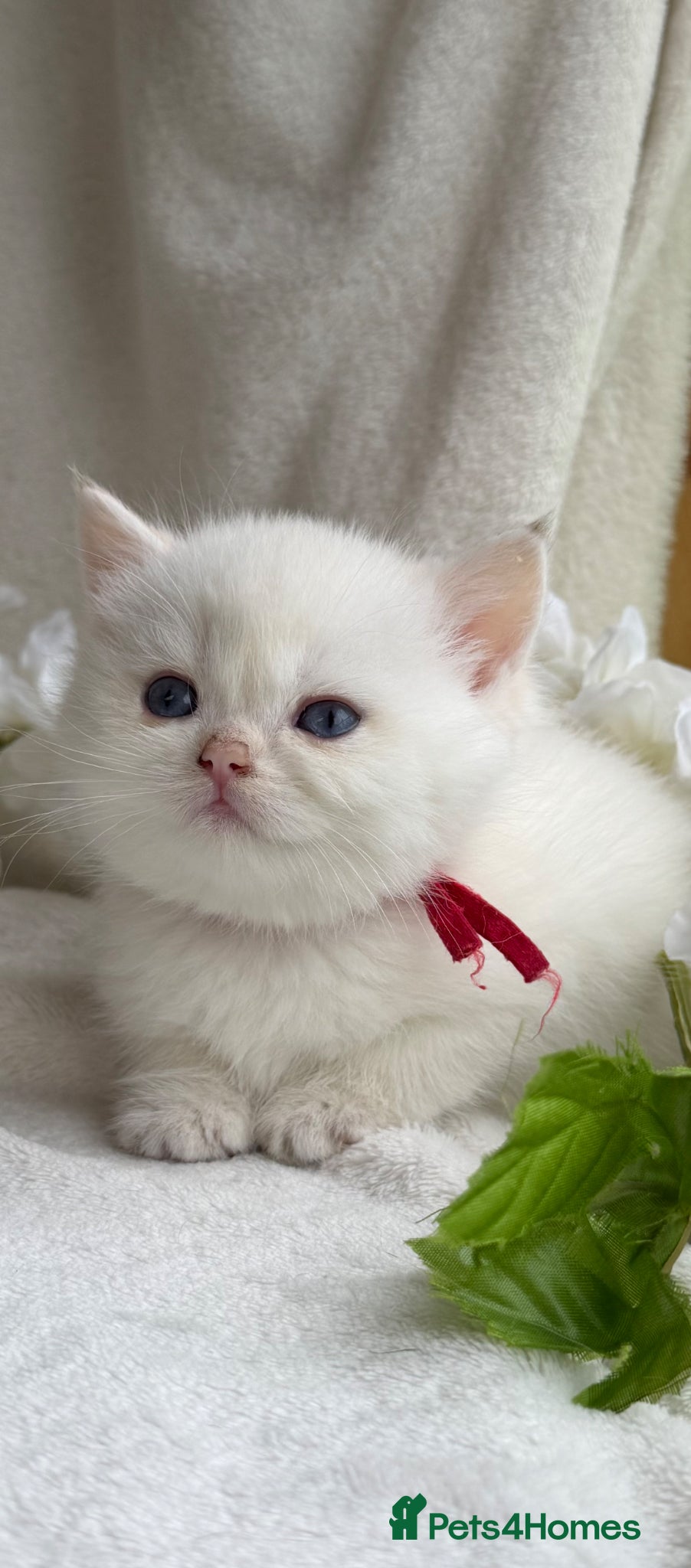 British Shorthair cats for sale: British shorthair golden adorable kitten GCCF  - Advert 20