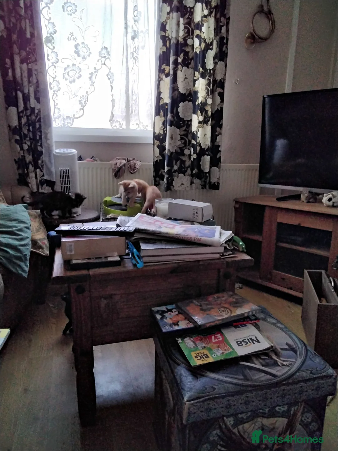 Siamese cats for sale: Kittens in Bridgend - Advert 4