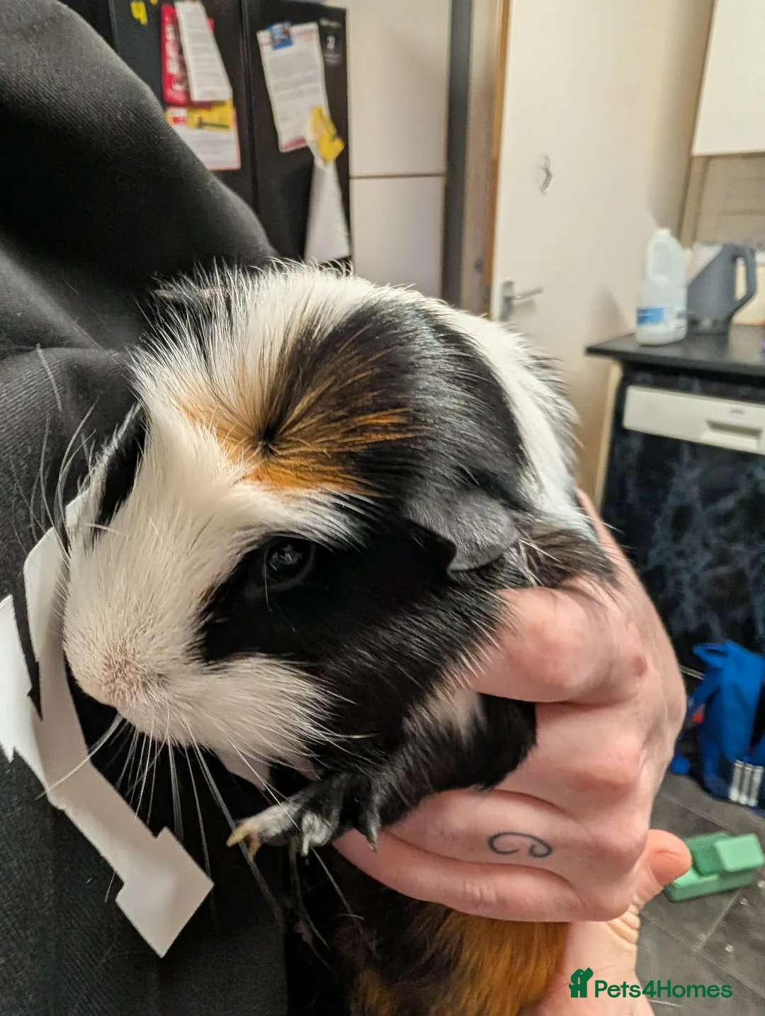Guinea Pig rodents for sale: 2 female Guinea pigs with set up  - Advert 2