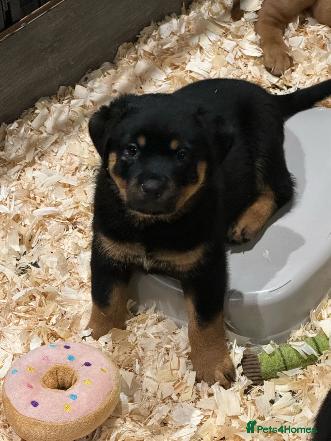 Rottweiler dogs for stud: KC REGISTERED ROTTWEILER in Worcester - Advert 13