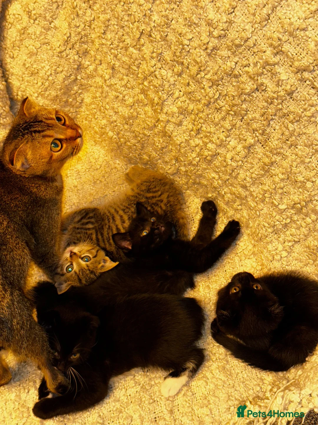 Scottish Fold cats for sale: ✨️5x Scottish Fold/Straight kittens READY TO GO ✨️ - Advert 20